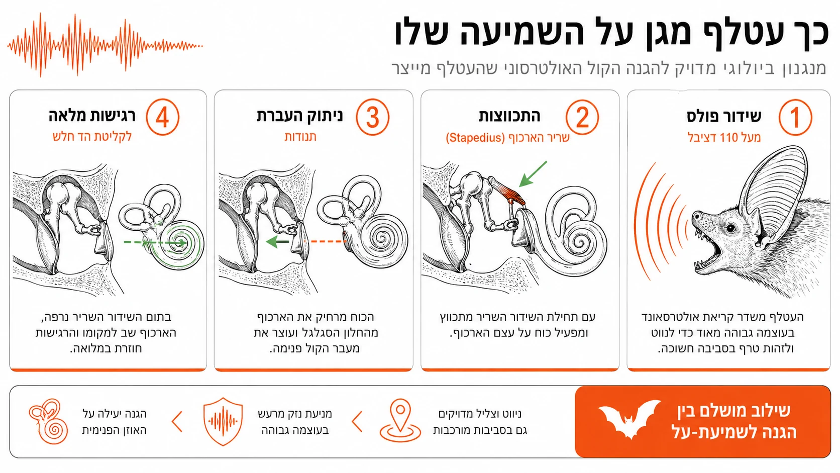 כך עטלף מגן על השמיעה שלו - התכווצות שריר הארכוף (Stapedius) בזמן שידור אולטרסאונד